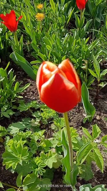 Тюльпаны на ВДНХ разной масти