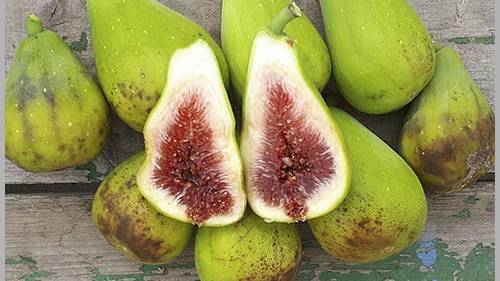 Укоренение черенков инжира с нижним подогревом.