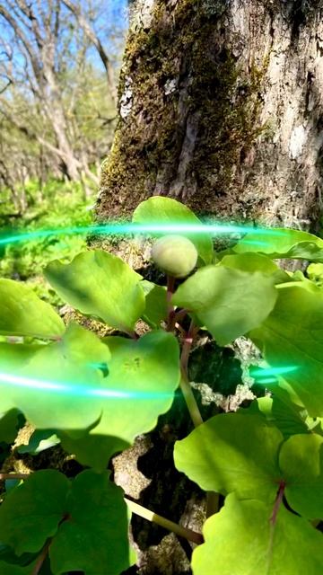 Пион Крымский