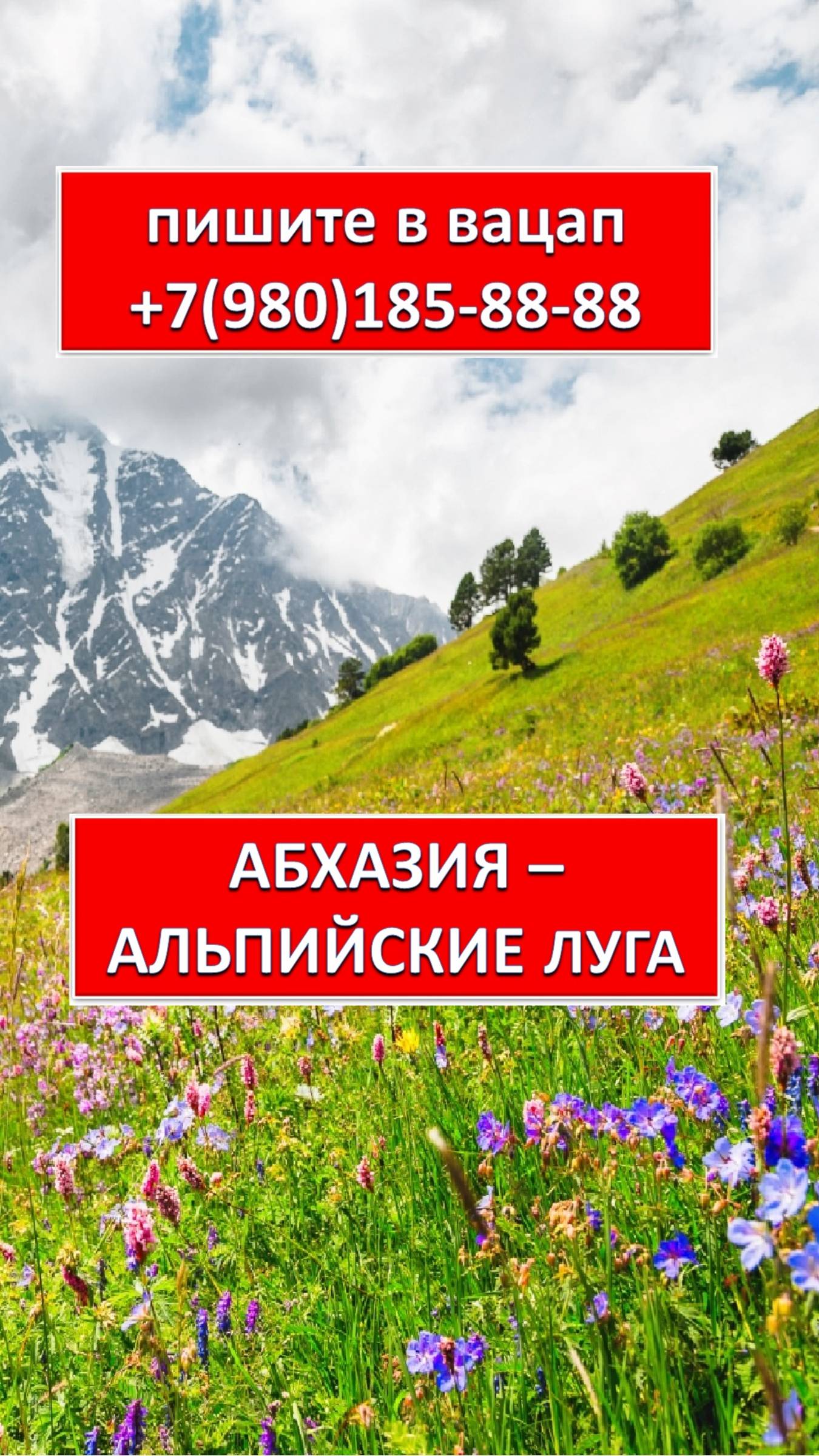 АБХАЗИЯ -  АЛЬПИЙСКИЕ ЛУГА