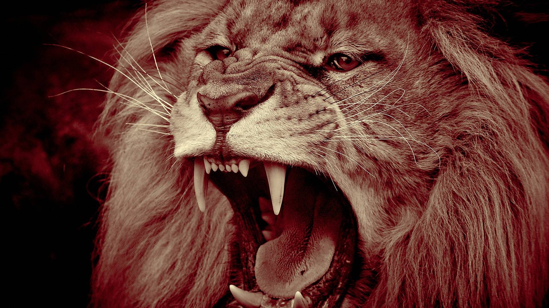 Самые Зубастые Животные Планеты