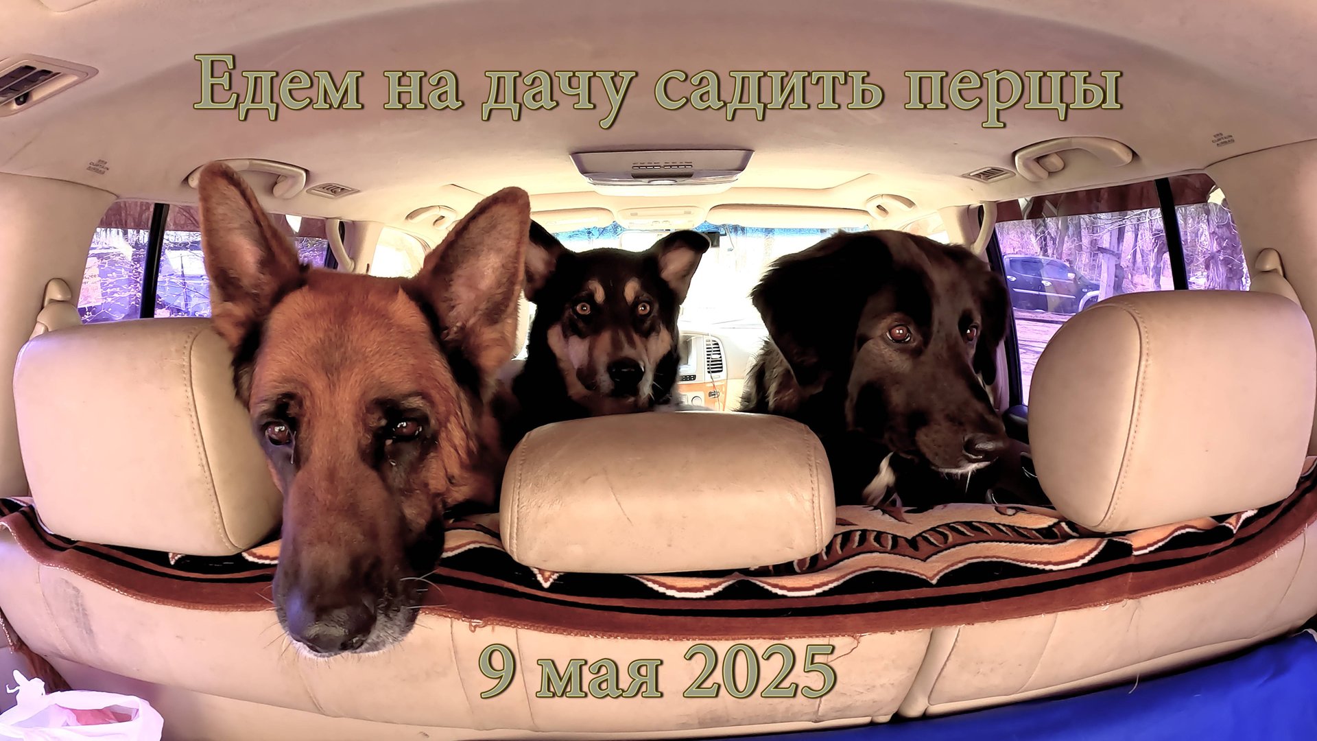 Дача. Садим перцы.  9 мая 2025