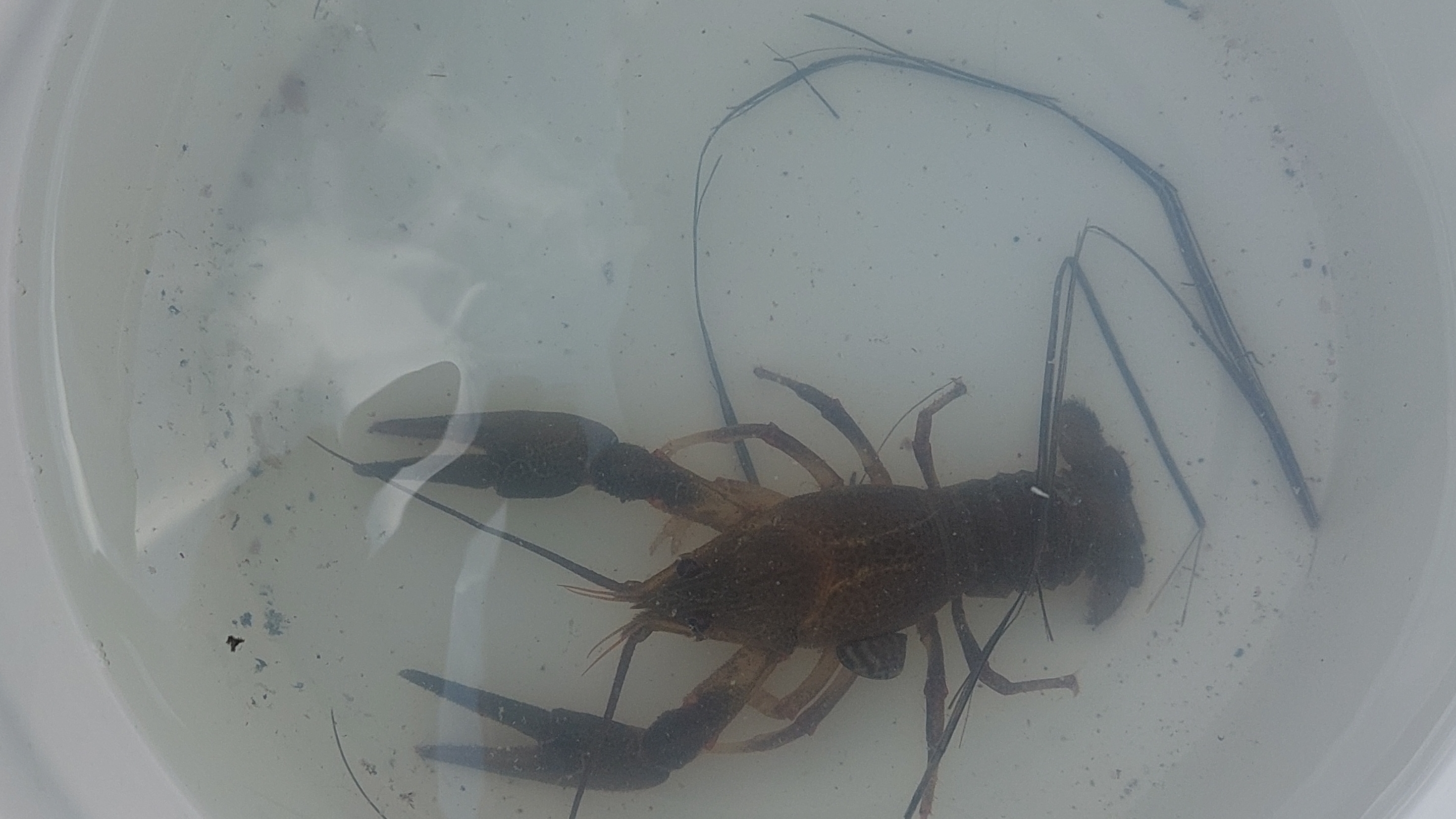 Ловил рыбу, а поймал рака