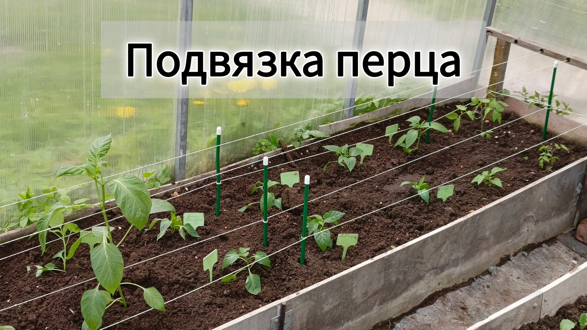 Как подвязать перец