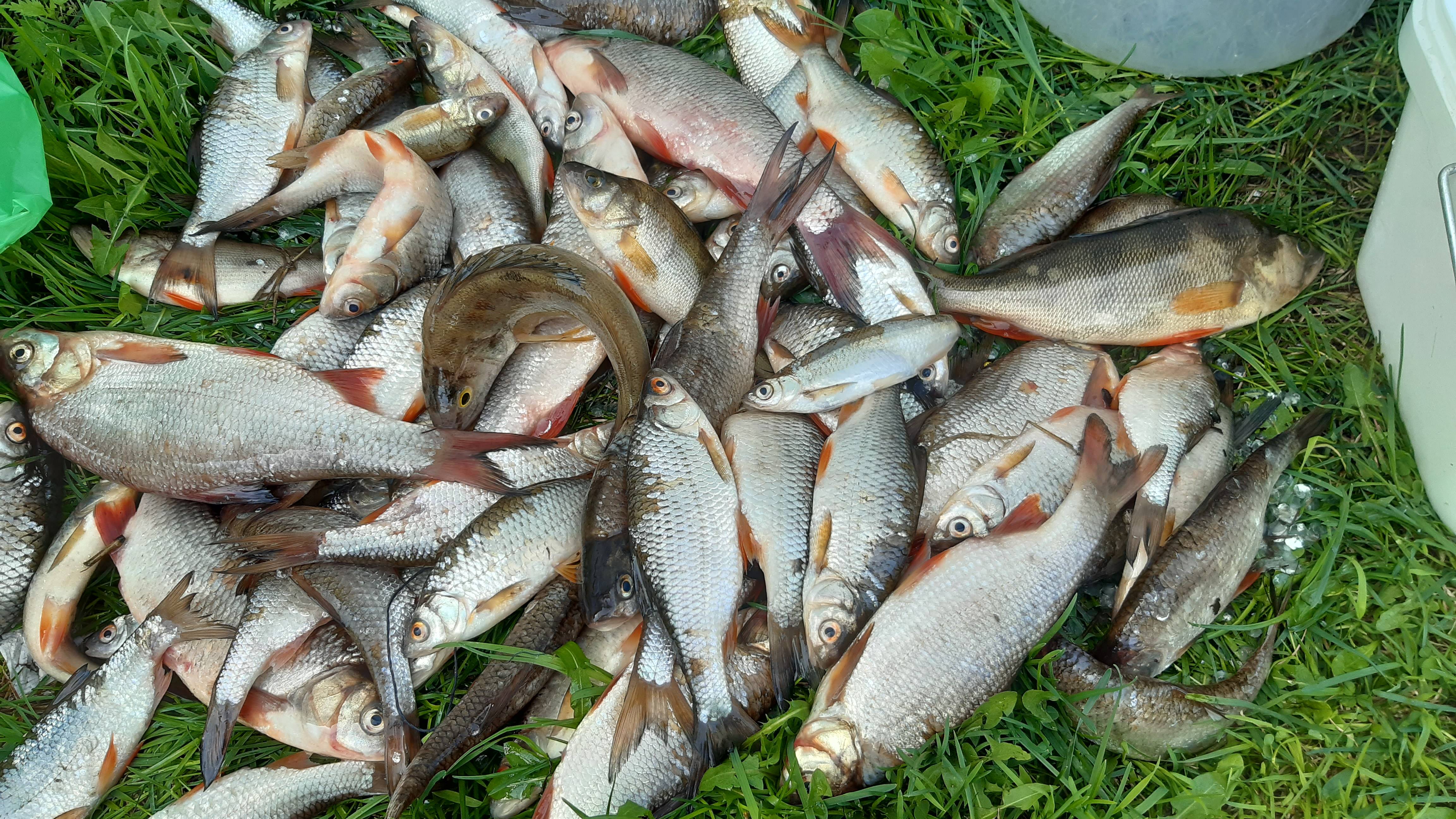 🔥 МОЙ ПЕРВЫЙ УЛОВ 2025: ОКУНЬ, КРАСНОПЁРКА И ЩУКА! 🎣 | Рыбалка с нуля