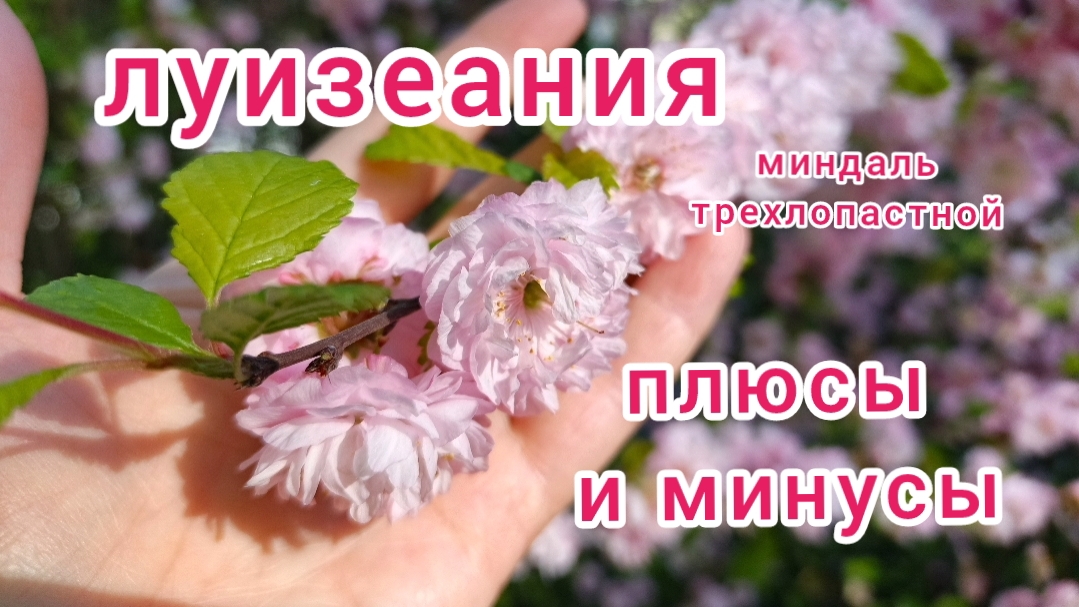 Секреты выращивания луизеании