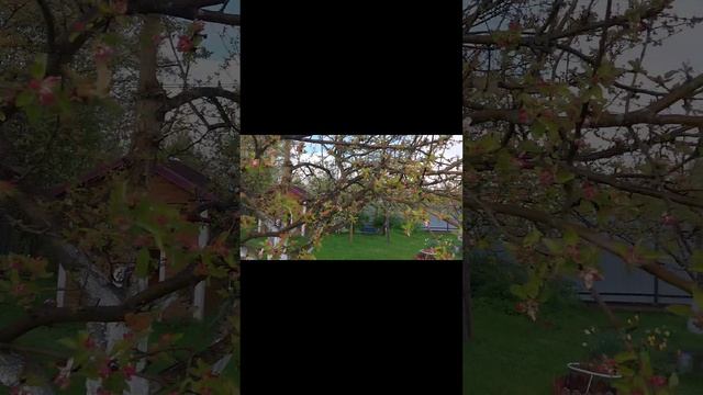 10-05-2025. Яблони в цвету 🌸🏵🌼