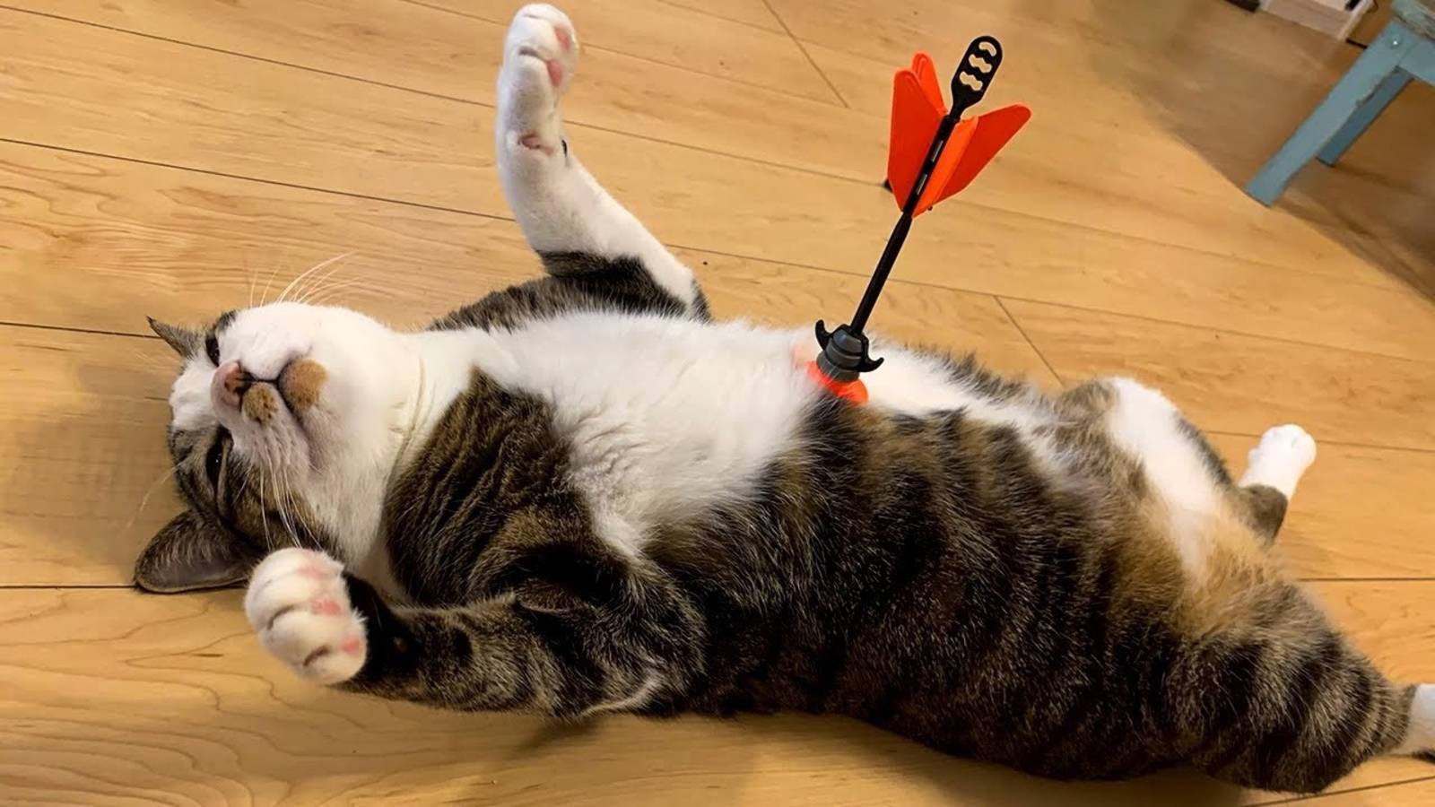 ЧРЕЗМЕРНО ДРАМАТИЧНЫЕ ЖИВОТНЫЕ, КОТОРЫЕ ЗАСТАВЯТ ВАС УЛЫБНУТЬСЯ