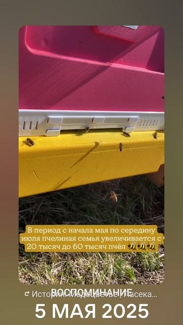 наши пчёлки