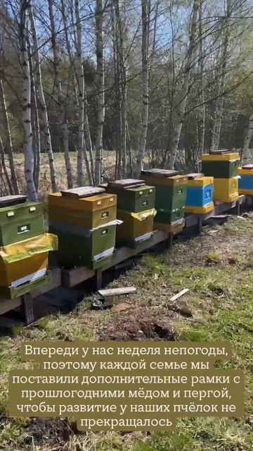 Кормим в холода пчел