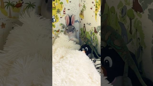 Вот так Гена и гуляет