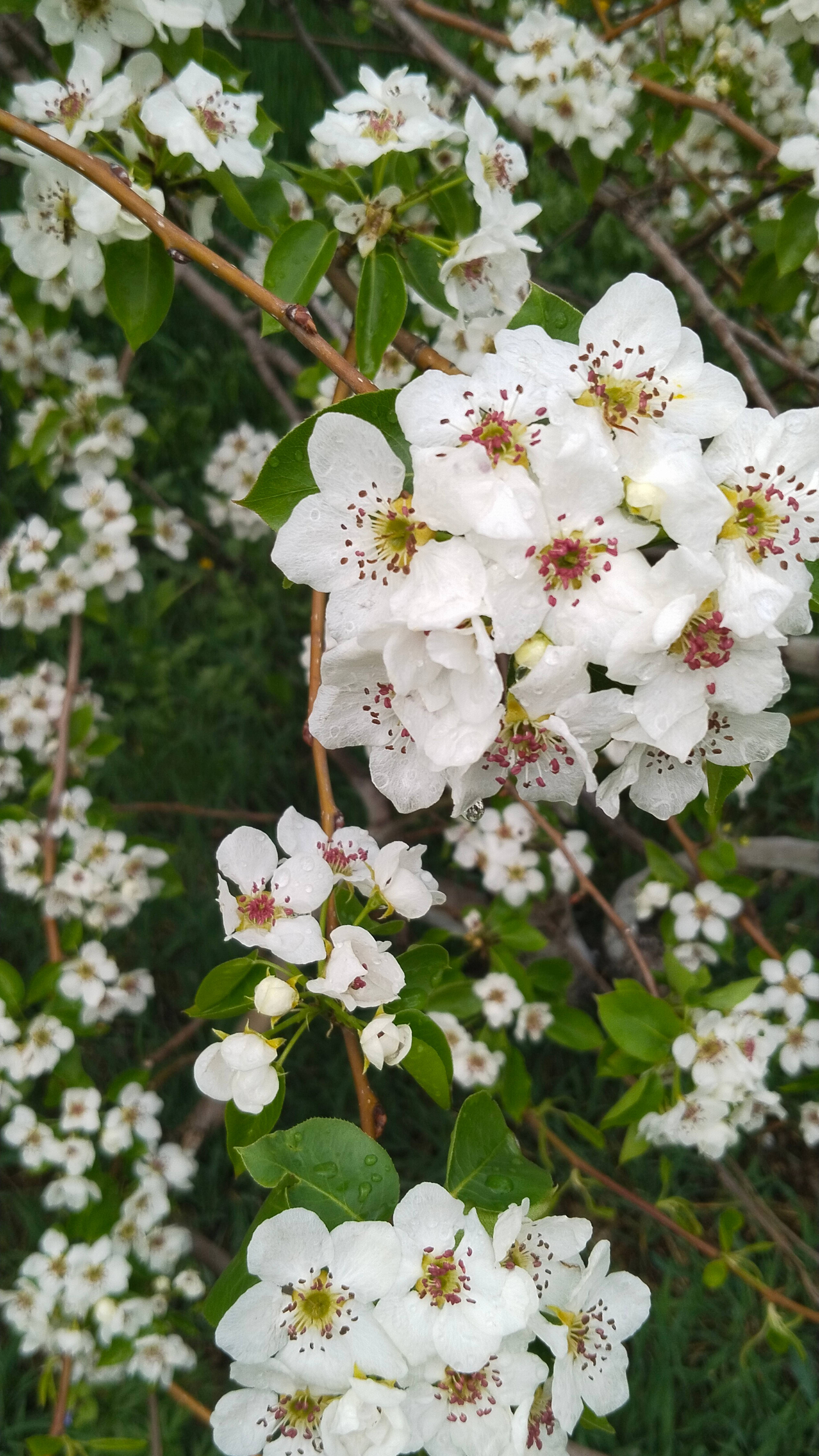 Цветет груша. А запах?