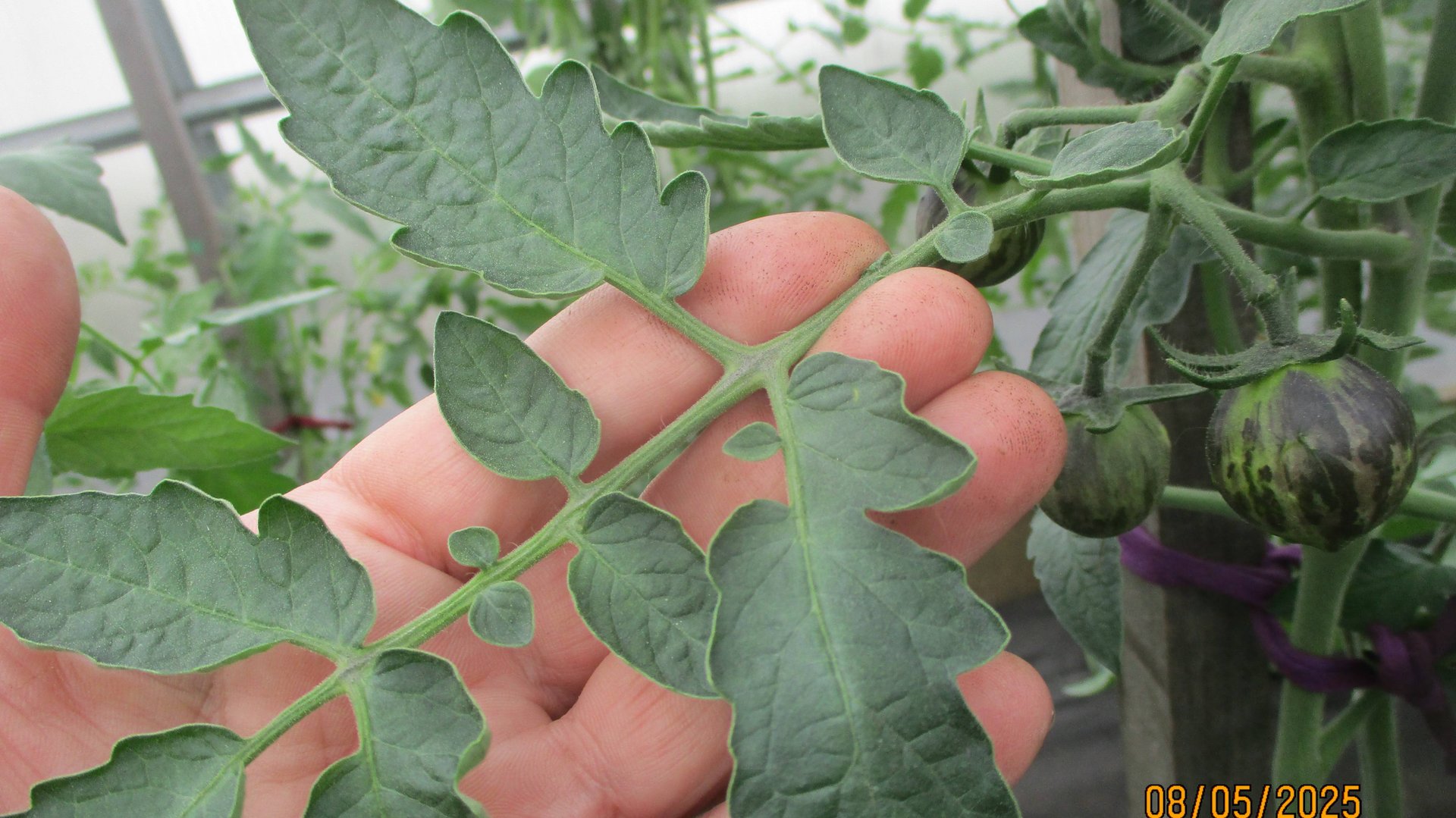 Болезни томатов. Обязательно проверяйте листья томатов во время пасынкования!