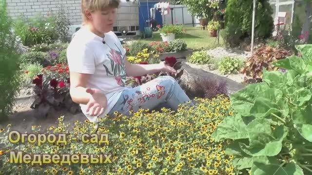 Выращивание Санвиталии: от посева до цветения. Яркие "цветы-солнышки" на Вашей клумбе