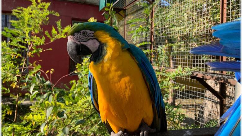 КРЫМ. БЕЛОГОРСК. Парк львов "Тайган". Дом птиц. Часть 3-я.