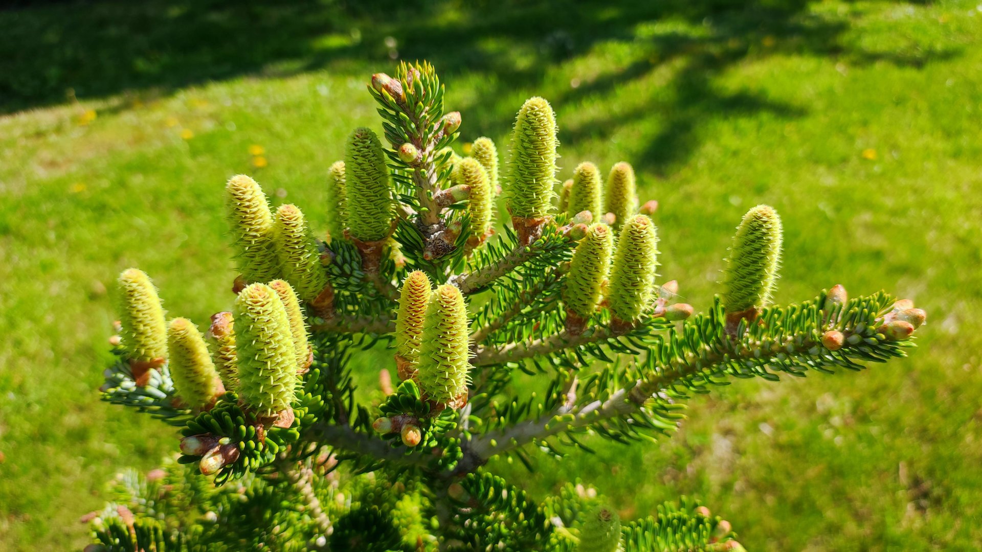 Хвойные видовые и редкие в первые майские дни.