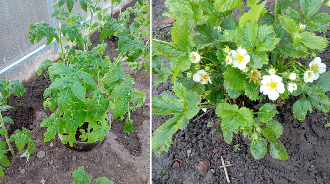 12 мая 2025г. Вечерний обход.  Какие томаты я сажаю