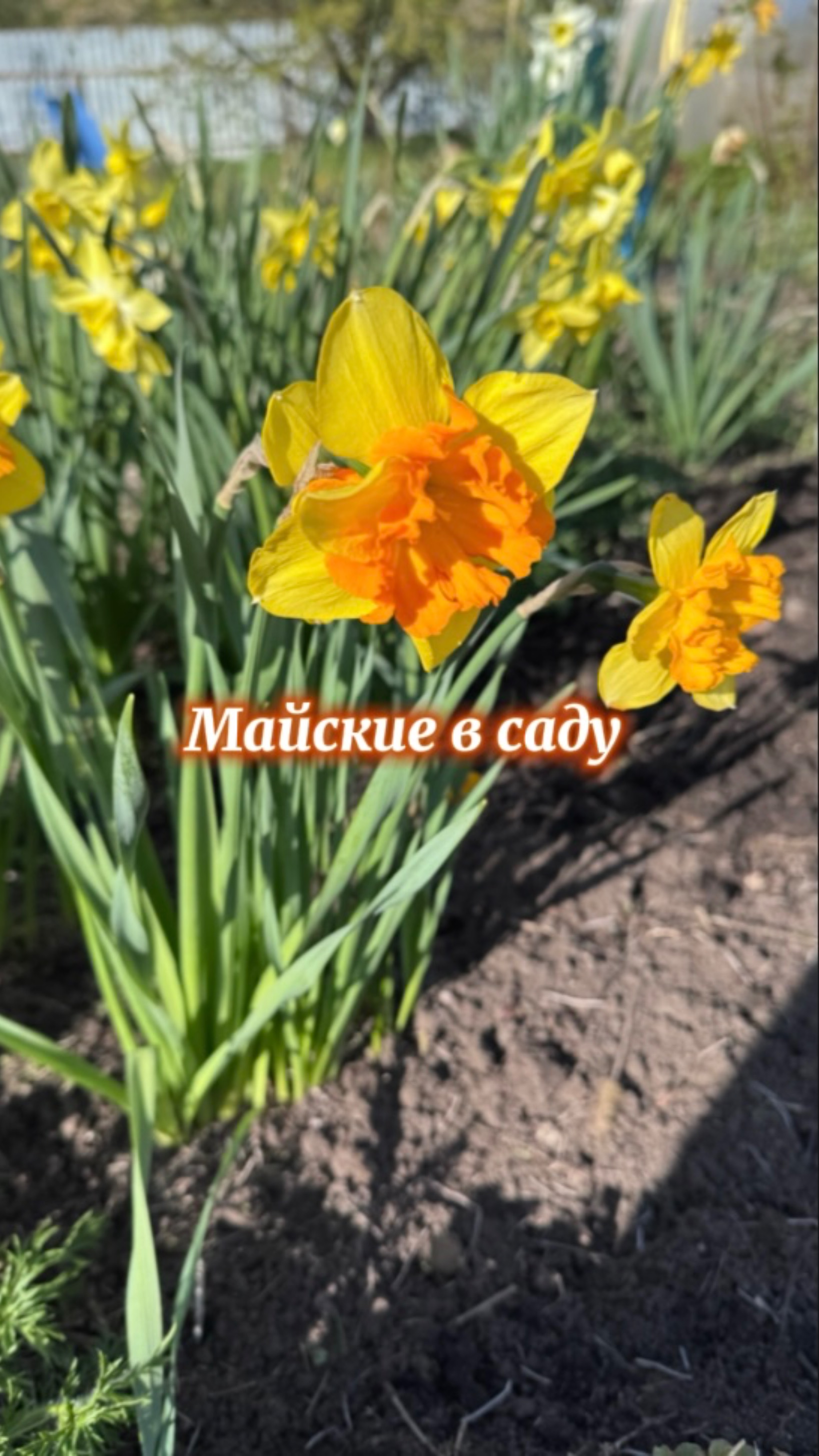 Холодные майские в саду