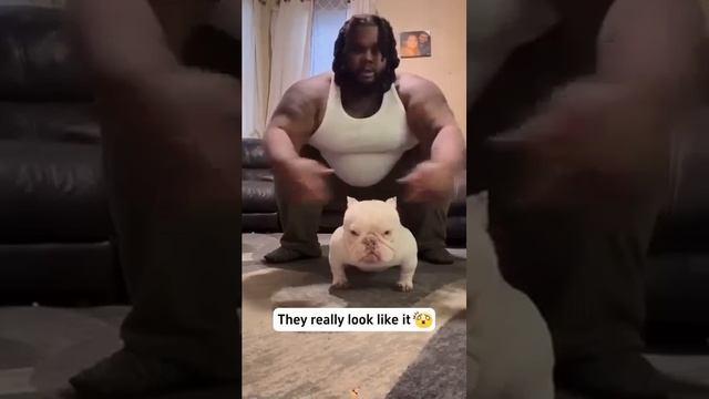 Собаки похожи на своих хозяев