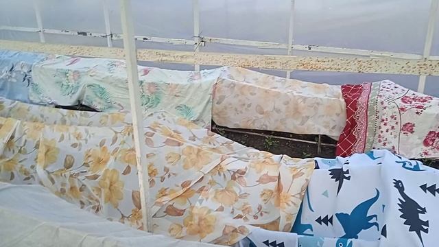 11.5.25г.   Как Спасаю Высаженную РАССАДУ в Теплице от Ночных Заморозков!!!