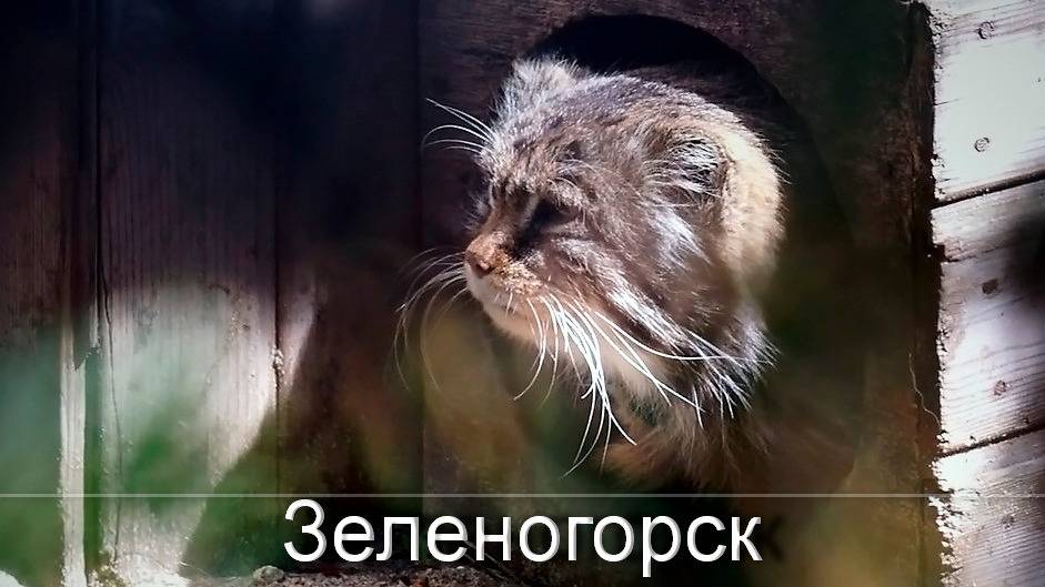 Душевный разговор с любимым манулом Зеленогорском, отцом многих-многих котят.