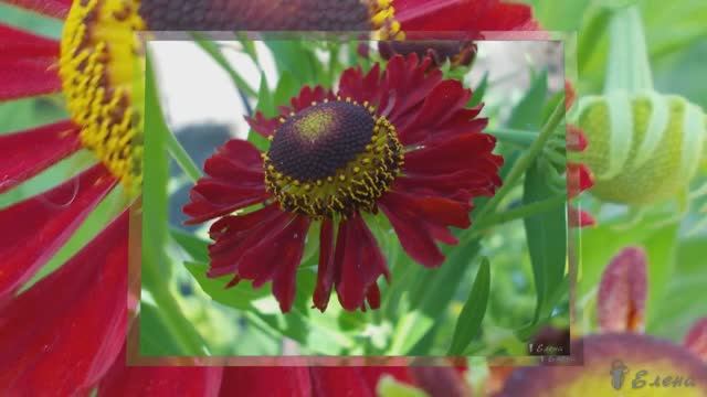 Такие разные, но прекрасные цветы моего сада*