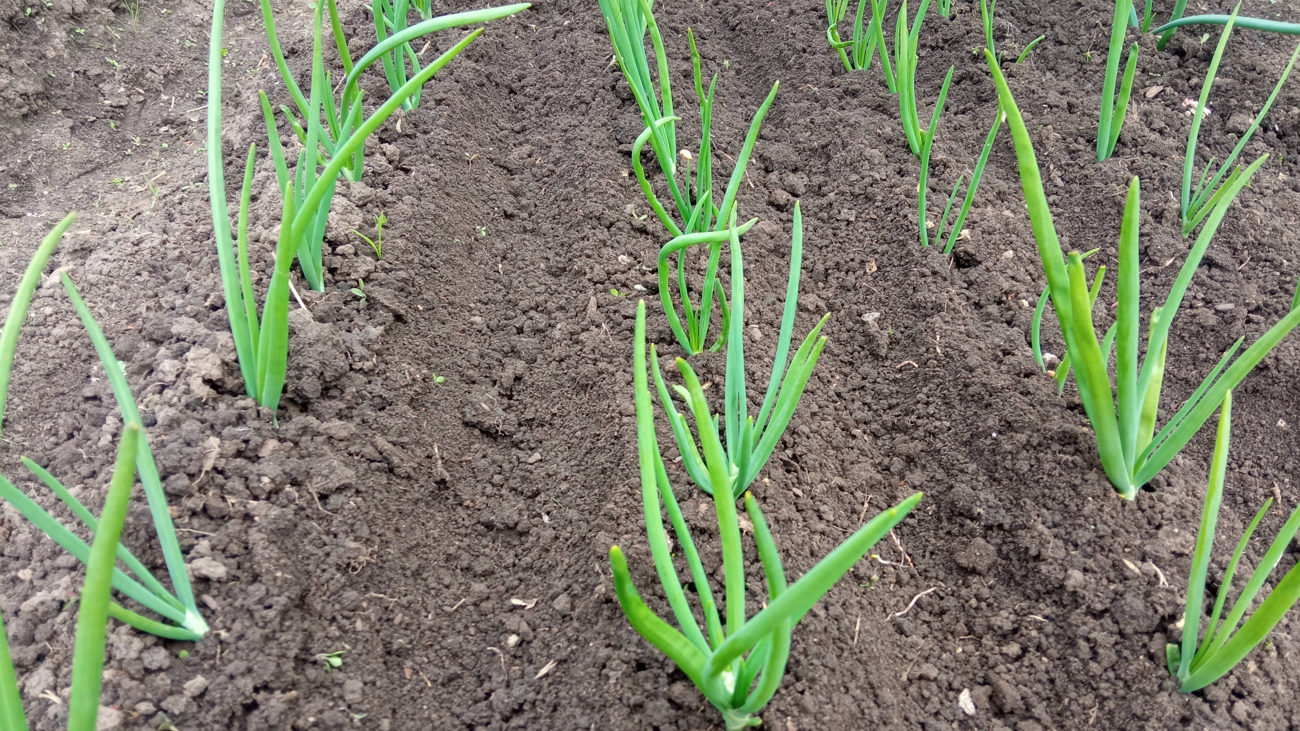 Для чего несколько раз окучиваю  лук?