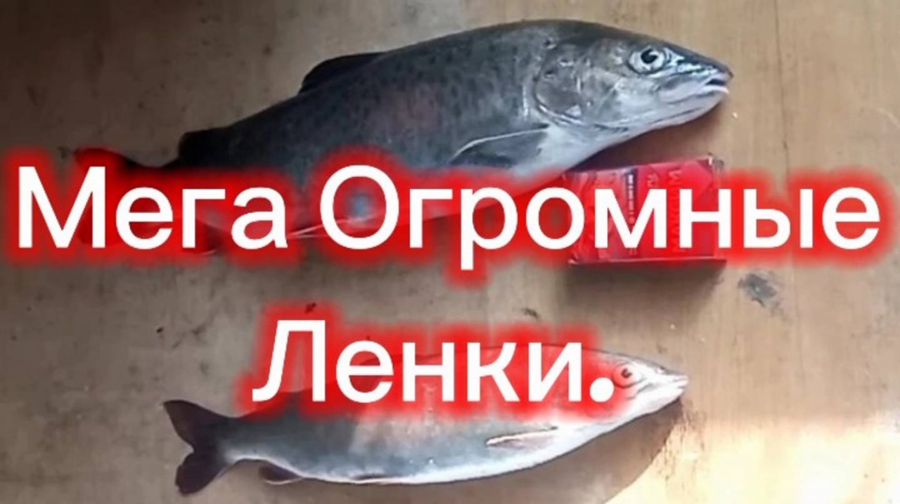 Рыбалка! Зима-Весна. 
9 Марта 2025.