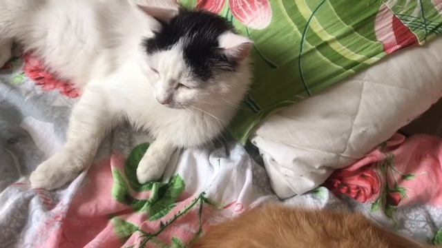 Наши мягкие лапки