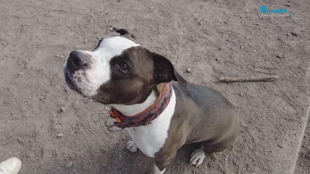 Челси — игривый стаффордширский терьер и любимая подруга фигуристки Ксении Гущиной