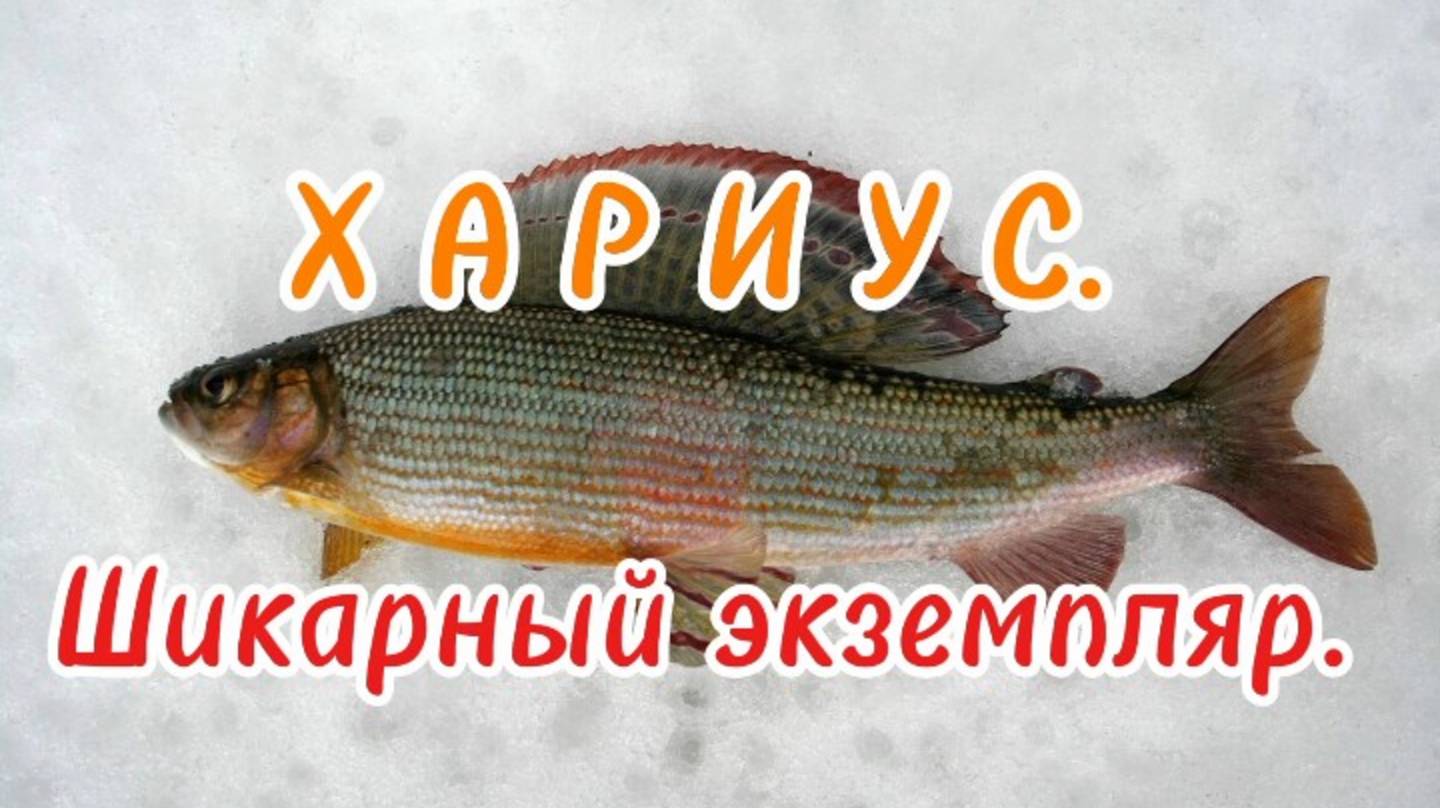 В поиске рыбы в Апреле в Амурской области.