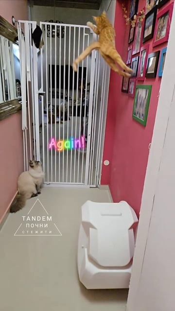 кот-атлет побегушник