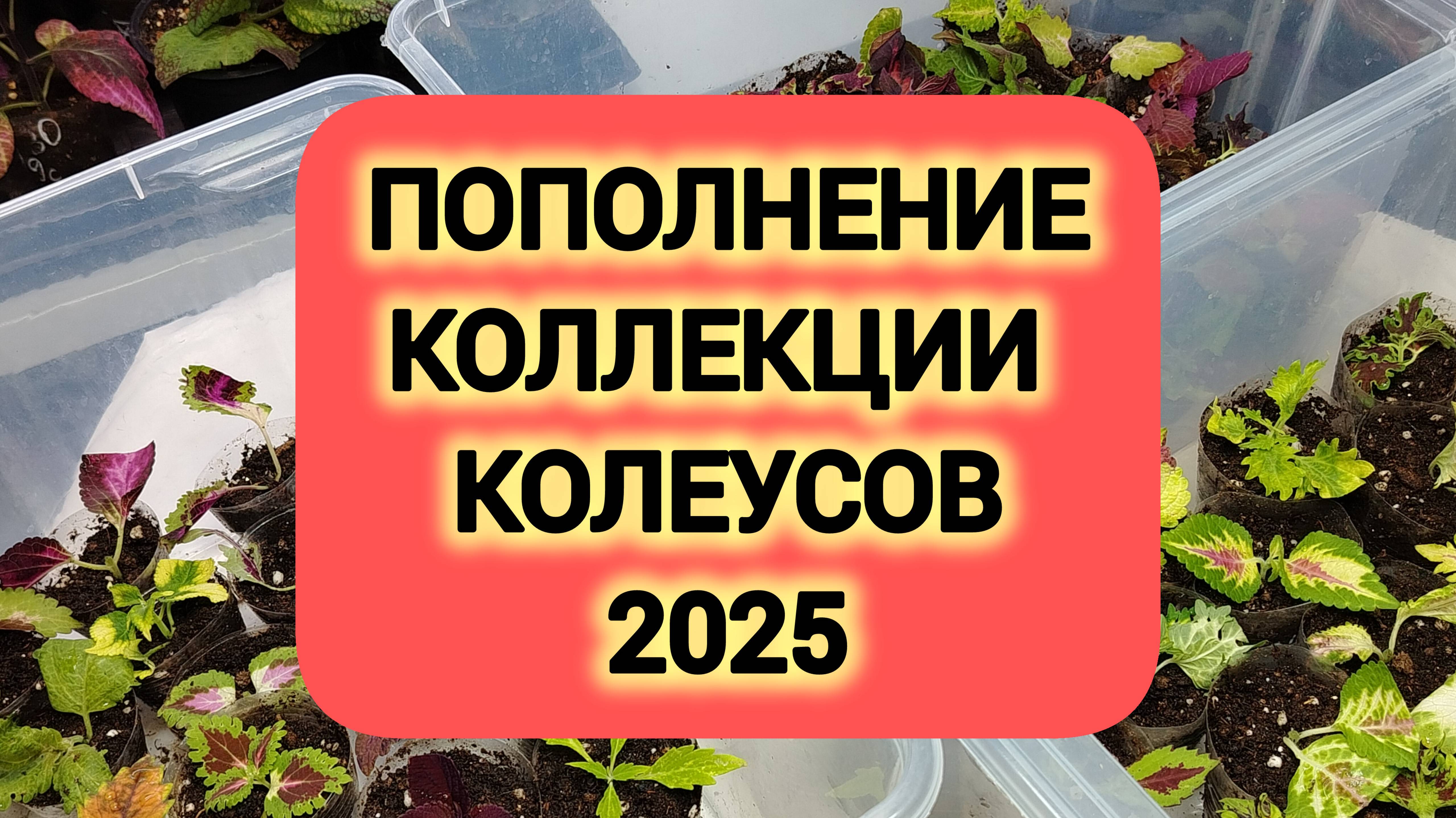 ПОПОЛНЕНИЕ КОЛЛЕКЦИИ КОЛЕУСОВ 2025