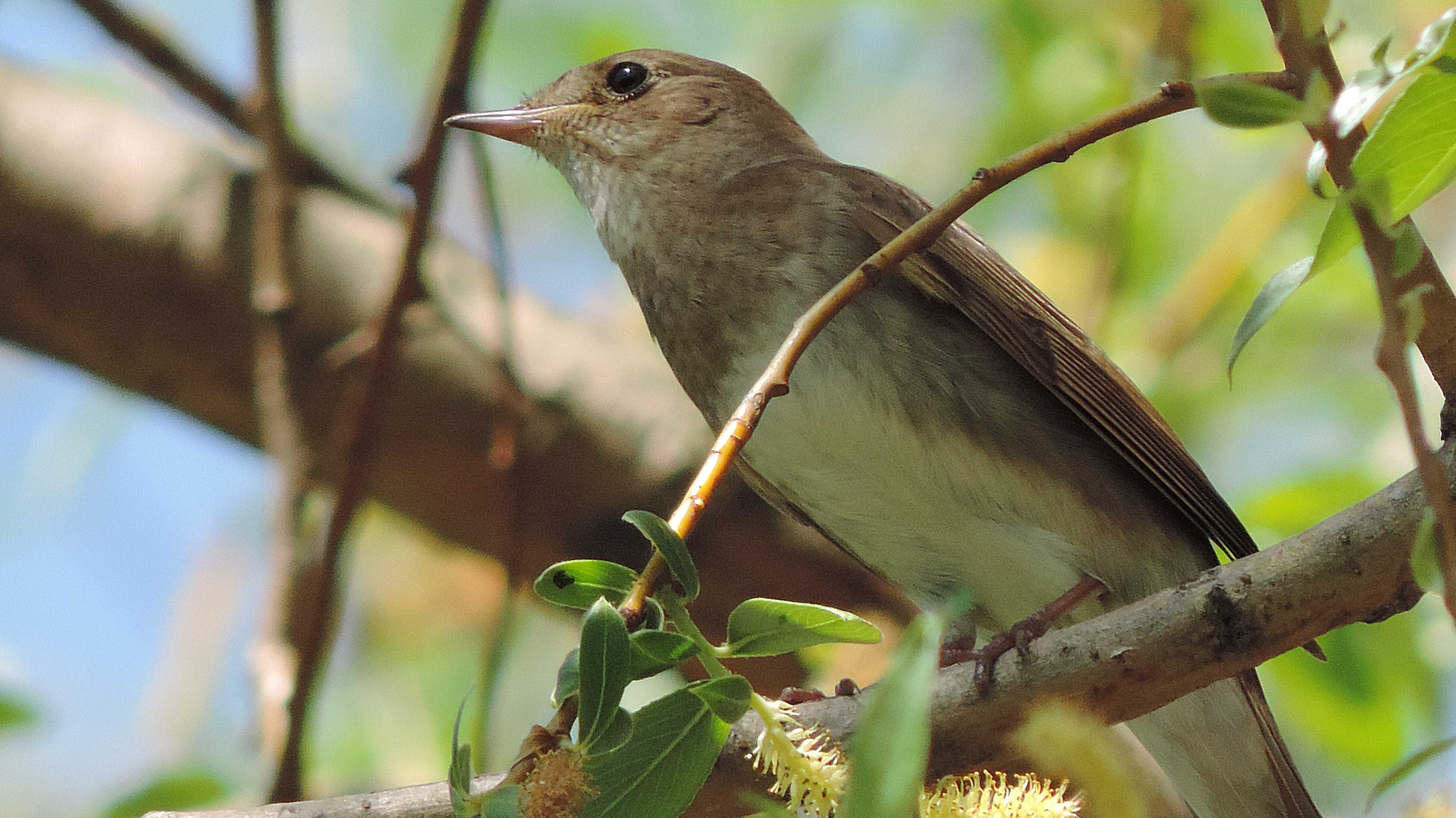 Как поет соловей.