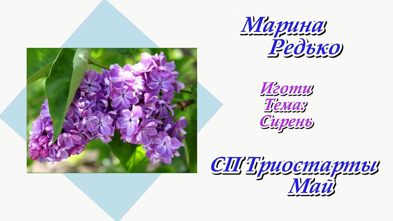 СП "Триостарты" Май / Иготи / Тема: "Сирень"