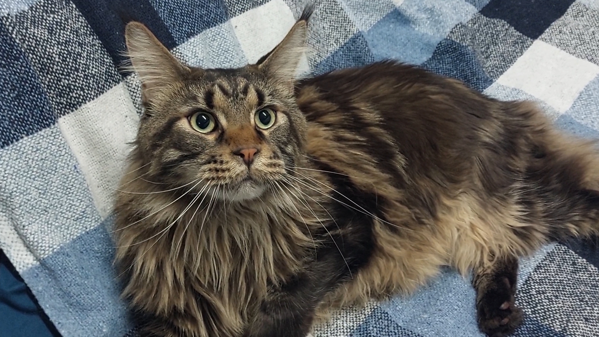 Мейн-кун. Лиза и Дизель