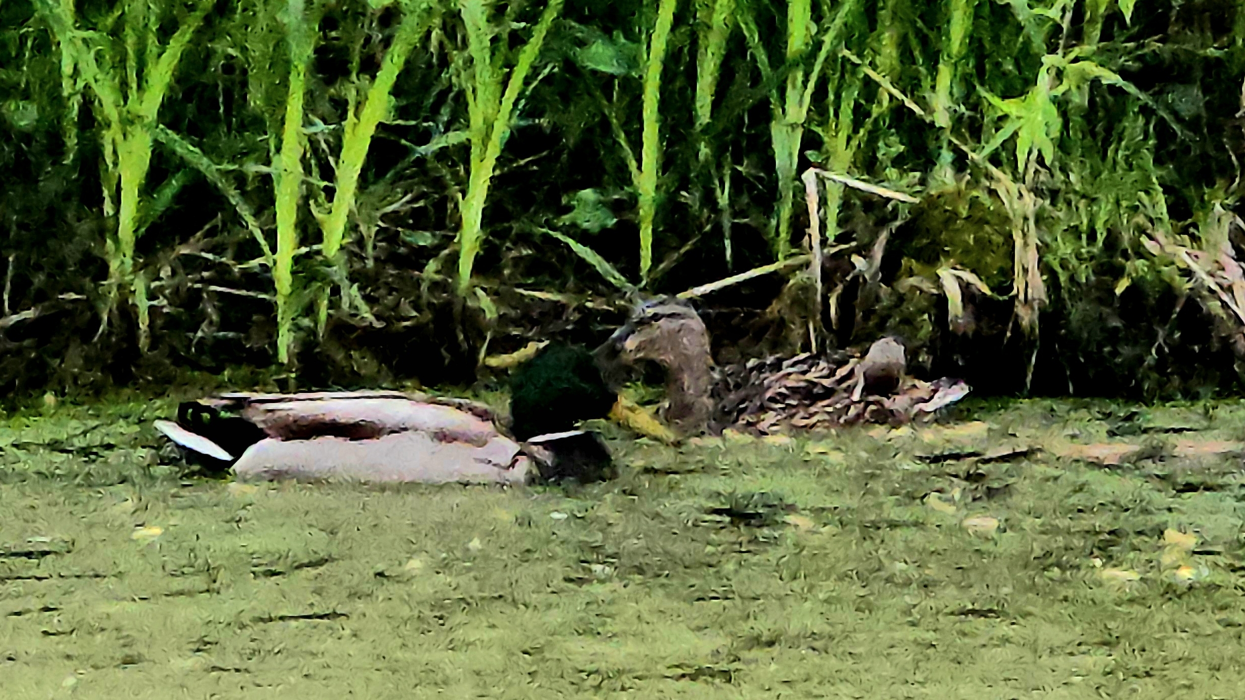 Наконец-то обьявились