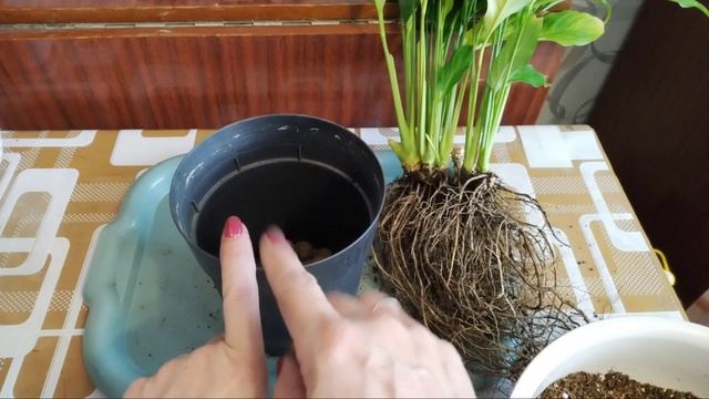 Спацифилум - Женское счастье.
Не цветёт и всё тут.