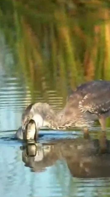 Цапля кое как проглотила огромную рыбу