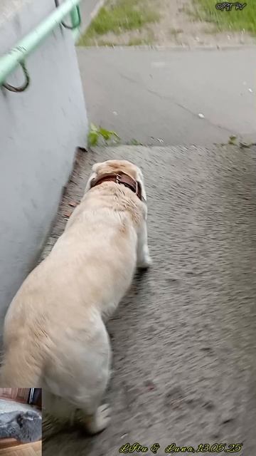 По пути домой