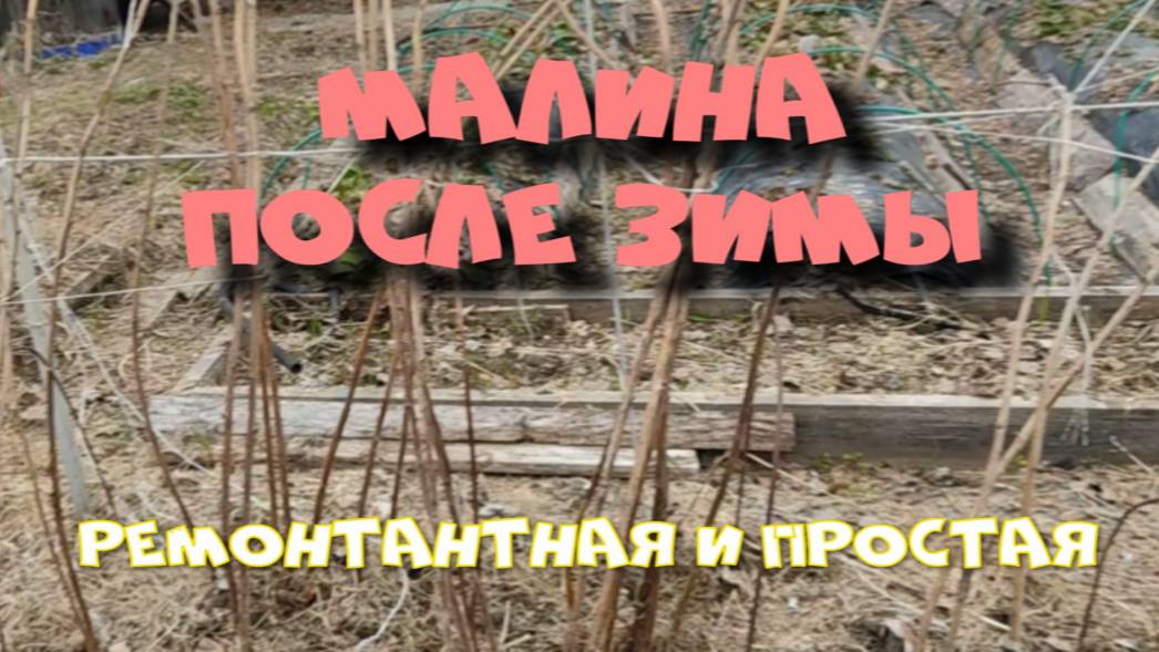 МАЛИНА ПОСЛЕ ЗИМЫ.