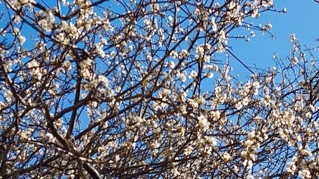 "ВЕСНА В КАЛИНИНГРАДЕ"... (Фото Вл. ИВАНОВА (Калининград), музыка- CHILLOUT AMBIENT (Mix 155)