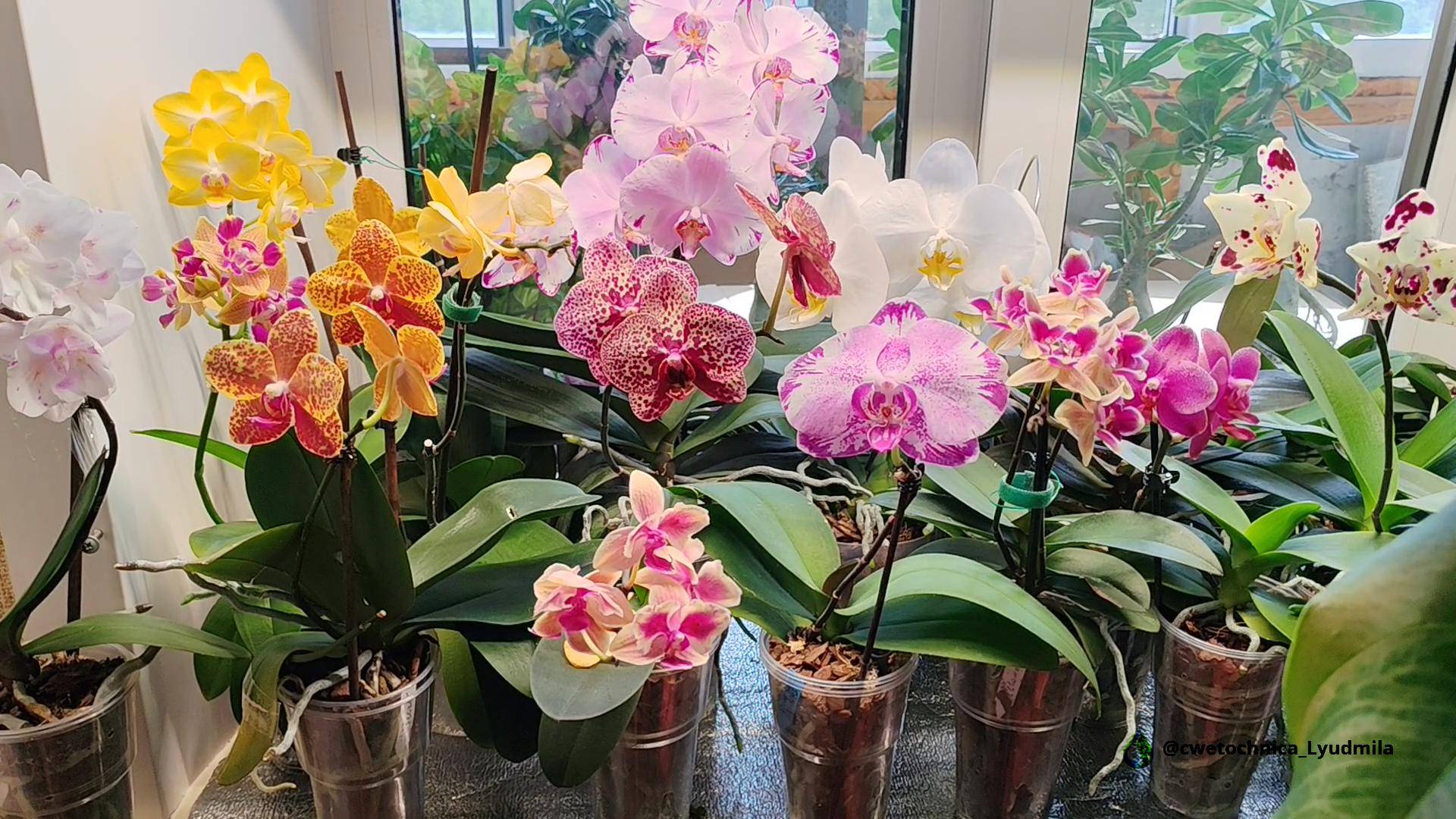 Все мои цветы🏵️🌸🌼🥰