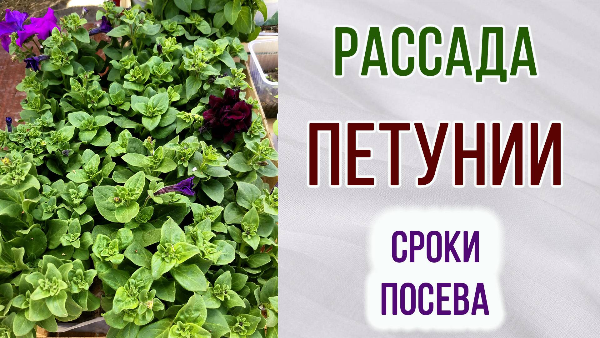 Рассада петунии. Сроки. Какие варианты получились.