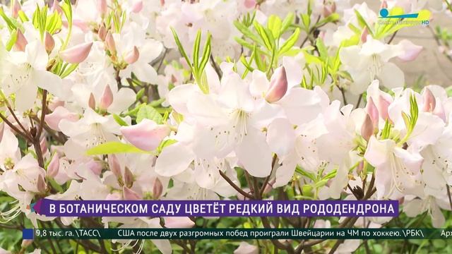 Рододендроны Шлиппенбаха распустились в Ботаническом саду