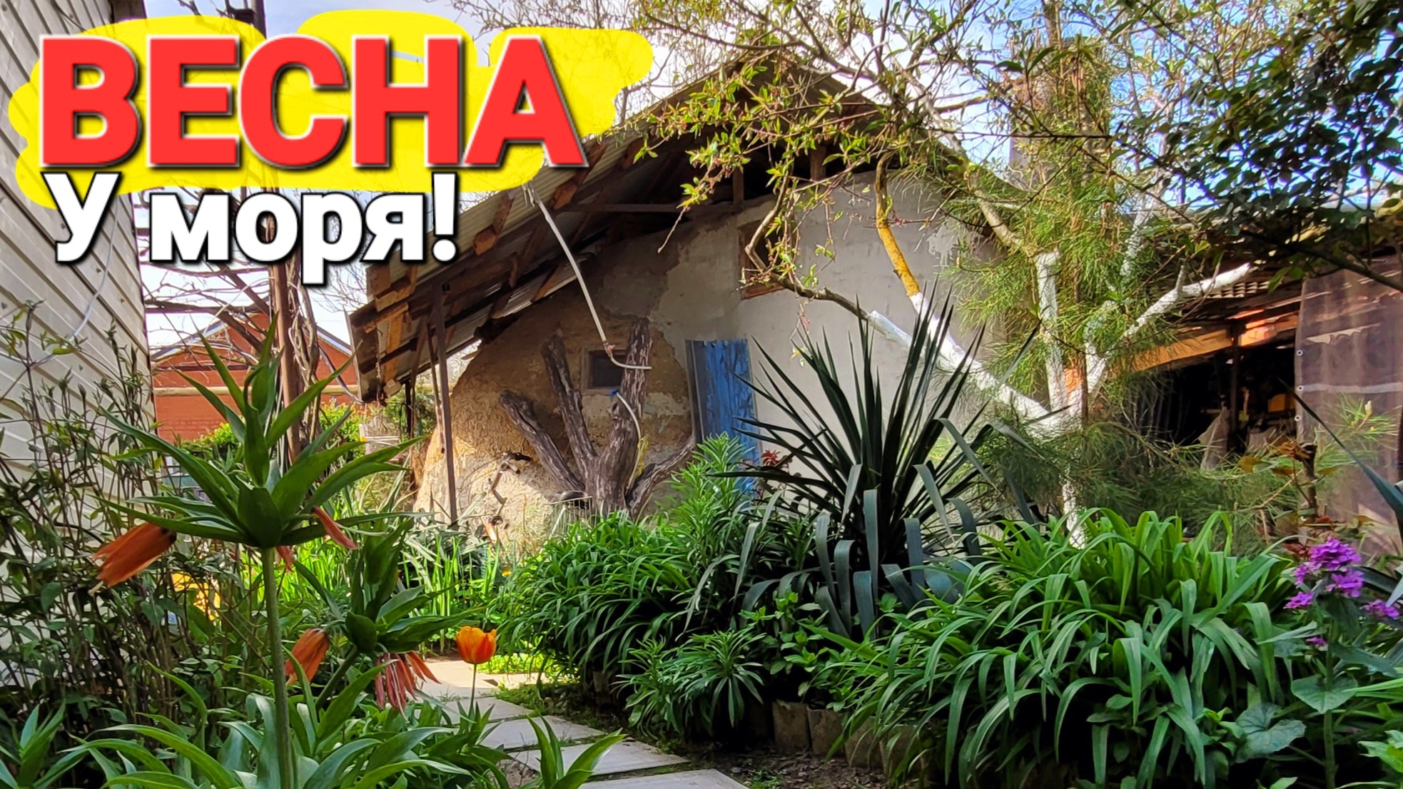 Что созревает весной у моря!? Аномальное лето 2025 началось в мае. Жизнь в деревне