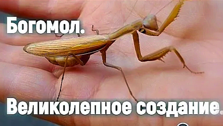 Богомол. Ровесник динозавров.