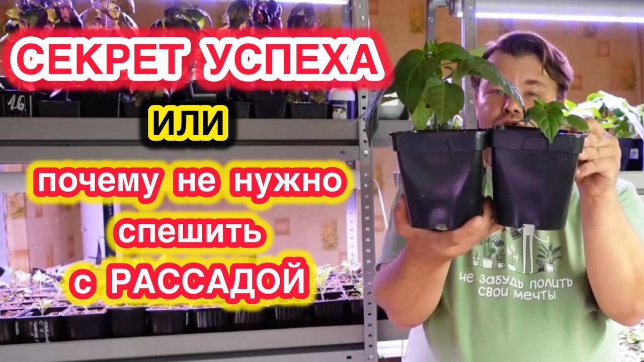 НЕ СПИШИТЕ С РАССАДОЙ или как за 20 дней получить идеальную рассаду!