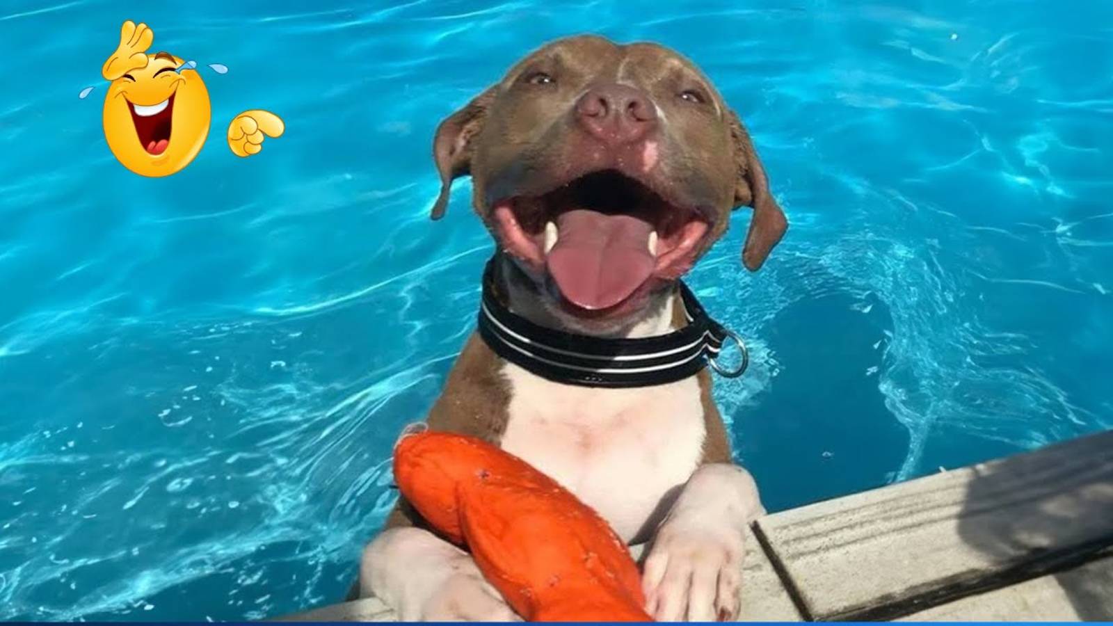 Подборка самых смешных видео с животными 😹🐶 Подборка самых смешных моментов с кошками и собаками