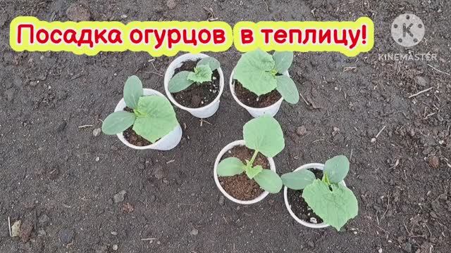 Посадка огурцов в теплицу! Как я высаживаю  рассаду  огурцов!